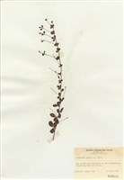 藏品(伏生胡枝子)的圖片